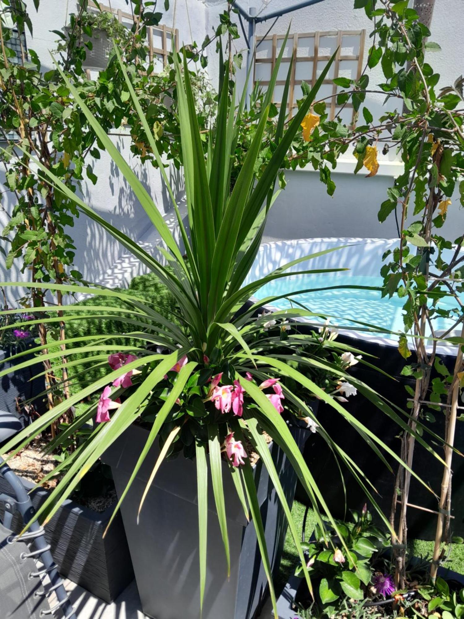 Le Petit Patio Bed & Breakfast เอก-มอร์ต ภายนอก รูปภาพ
