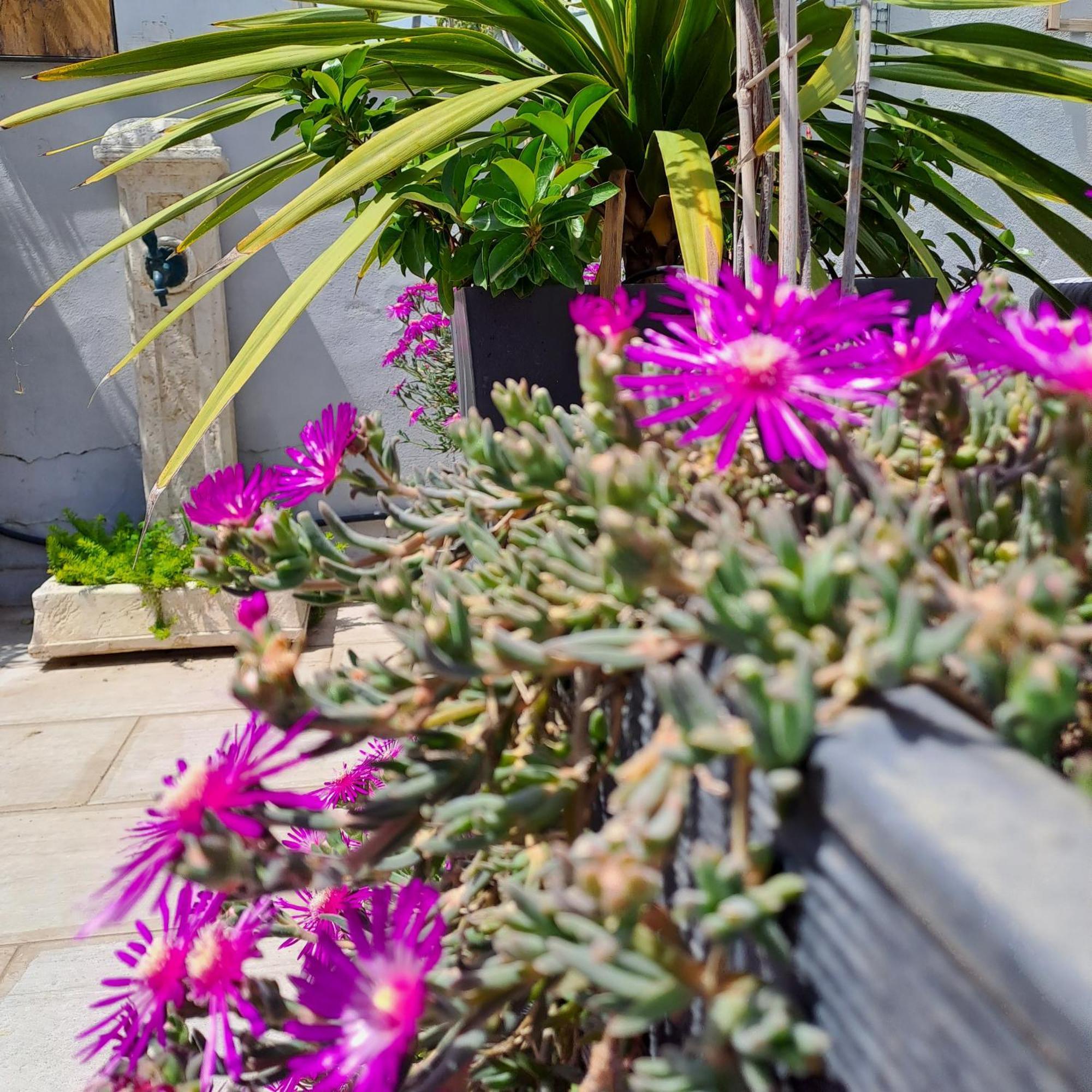 Le Petit Patio Bed & Breakfast เอก-มอร์ต ภายนอก รูปภาพ