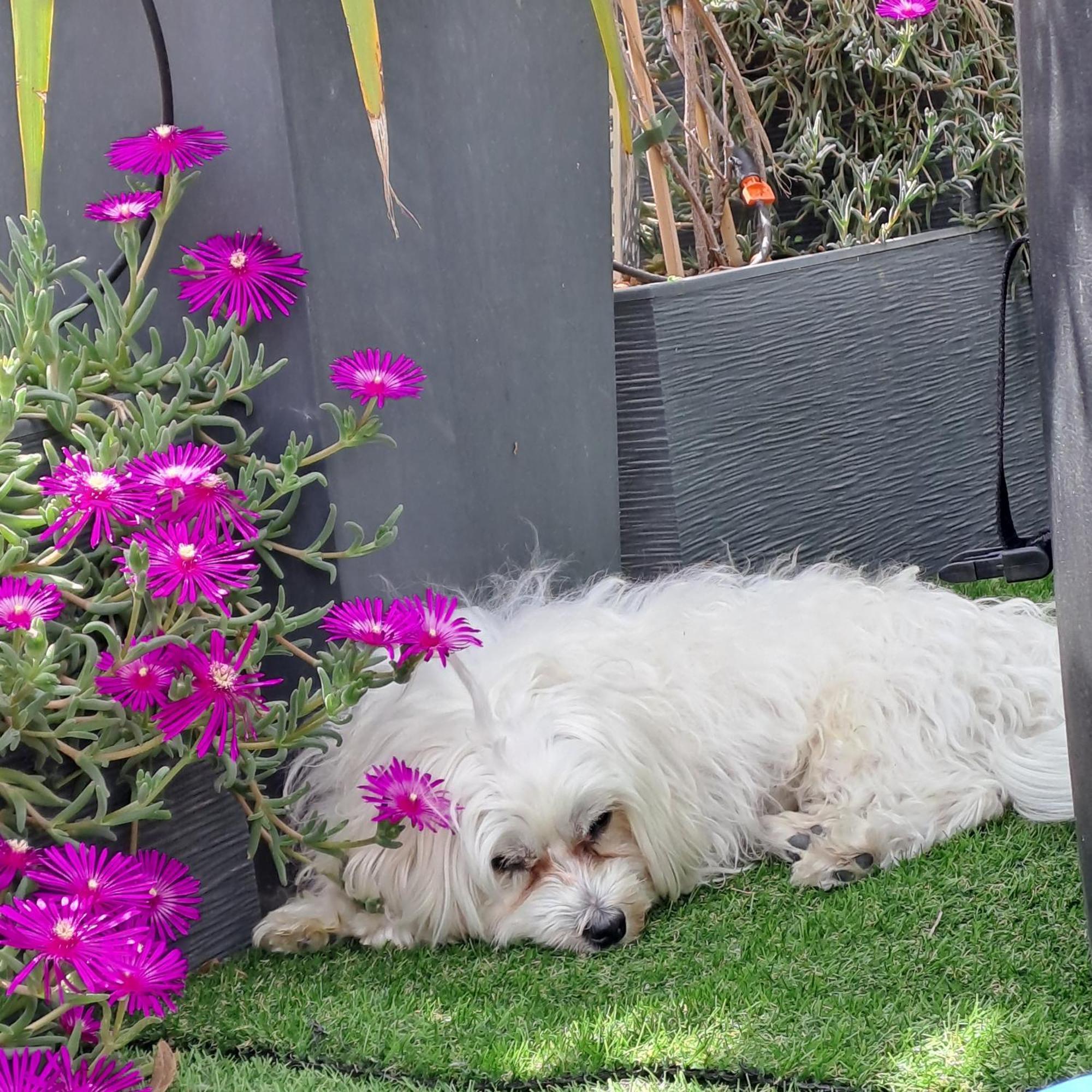 Le Petit Patio Bed & Breakfast เอก-มอร์ต ภายนอก รูปภาพ