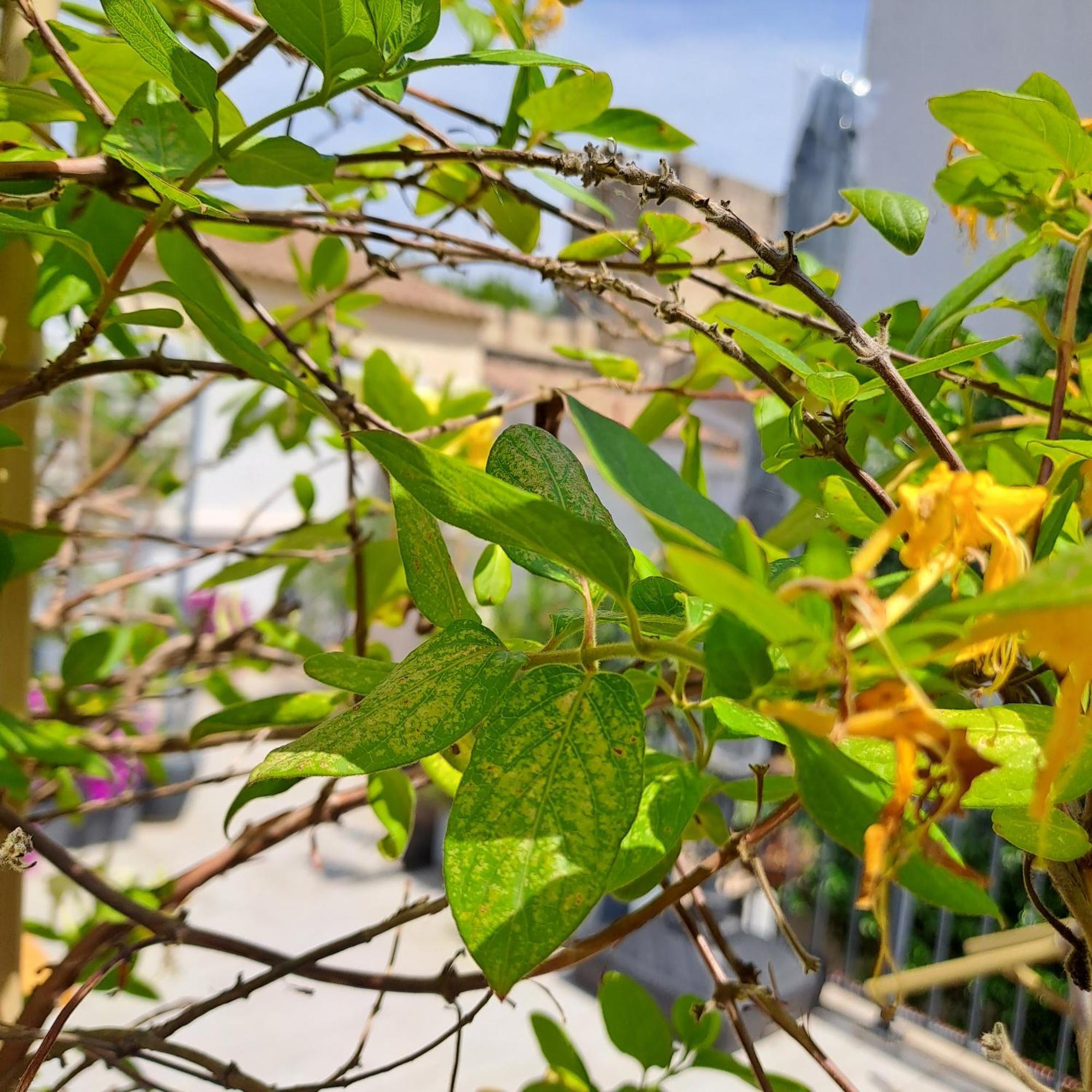 Le Petit Patio Bed & Breakfast เอก-มอร์ต ภายนอก รูปภาพ