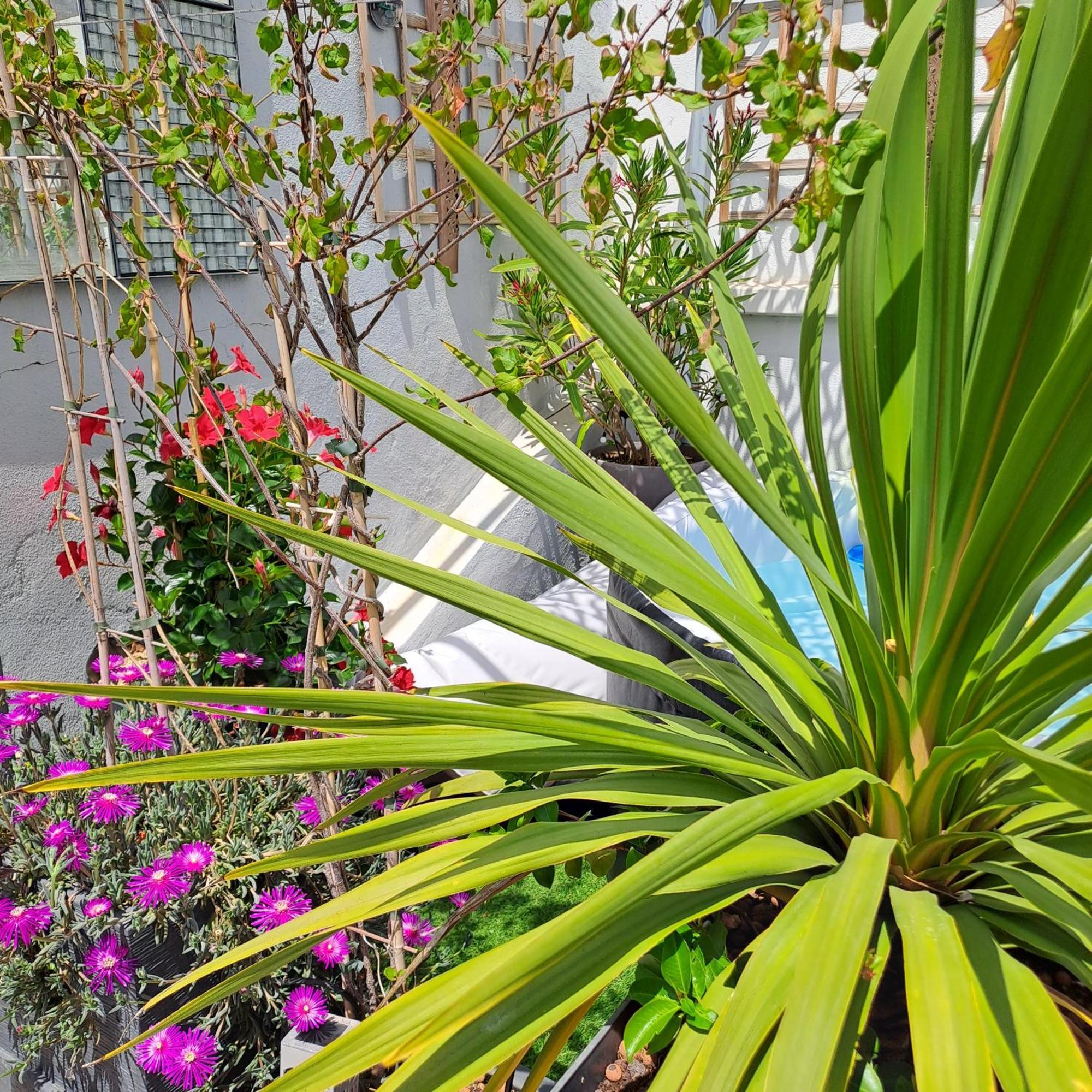 Le Petit Patio Bed & Breakfast เอก-มอร์ต ภายนอก รูปภาพ