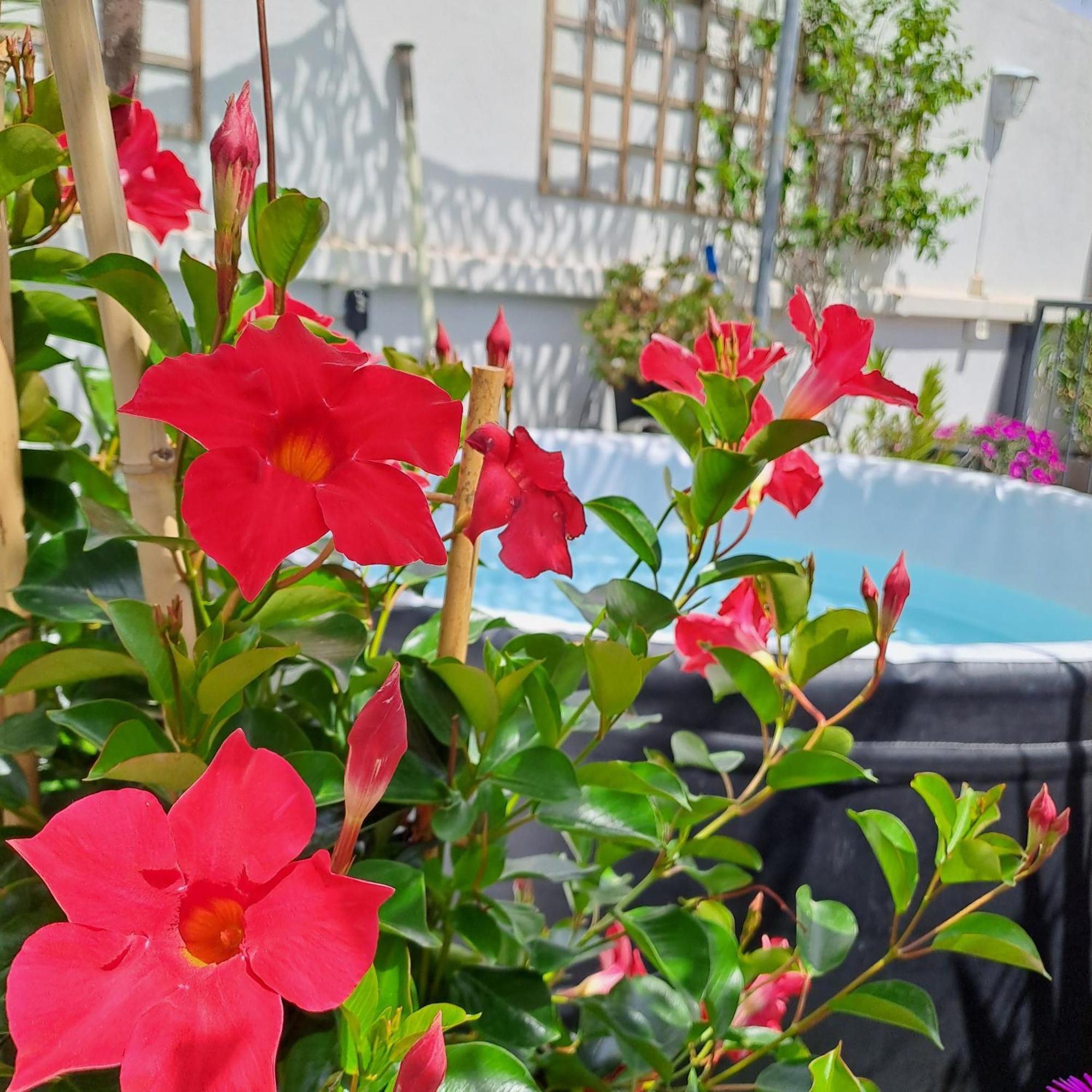 Le Petit Patio Bed & Breakfast เอก-มอร์ต ภายนอก รูปภาพ