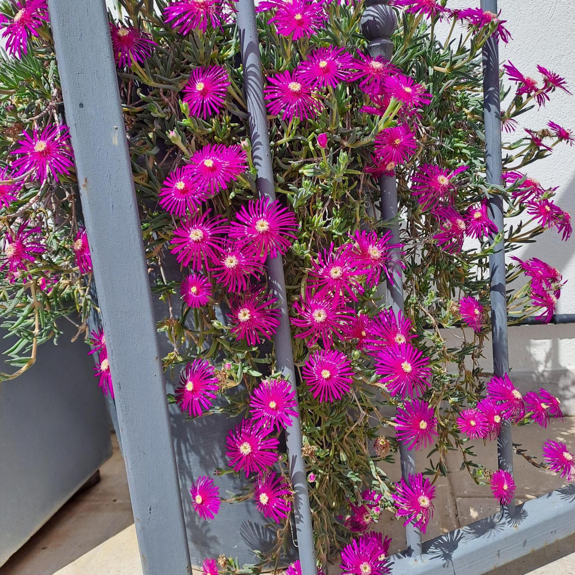 Le Petit Patio Bed & Breakfast เอก-มอร์ต ภายนอก รูปภาพ